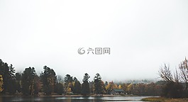 樹,植物,自然