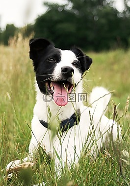 狗,杰克羅素,動物