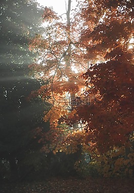 樹,植物,自然