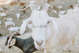 山羊,動(dòng)物,山