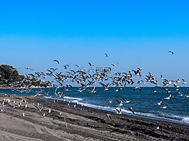 海鷗,海,海灘