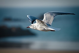 鳥,性質,動物世界