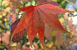 葉子,秋季,太陽(yáng)