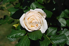 白玫瑰,開花,玫瑰