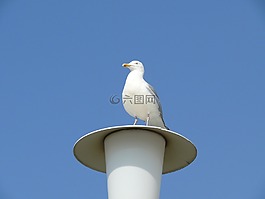 海鷗,燈籠,天空