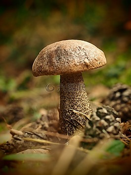 蘑菇,森林,性質(zhì)