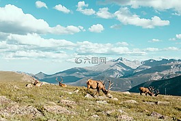 高原,綠色,草