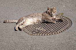 貓,貓科動物,虎斑貓