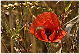 klatschmohn,罌粟,帕