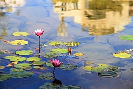 蓮花,水池,倒影