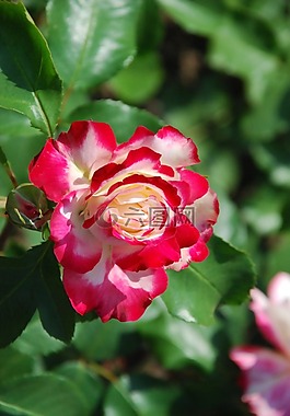 玫瑰,白紅,花