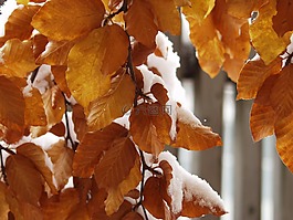 葉子,豐富多彩,雪