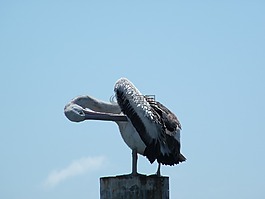 鵜,鳥,海上生活