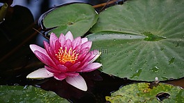 水百合,蓮花,粉紅色