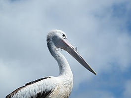 鵜,鳥,自然