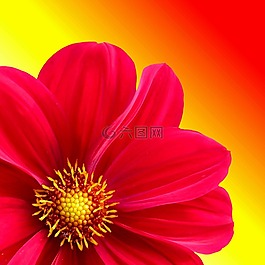 嬌琴紗,花,廠