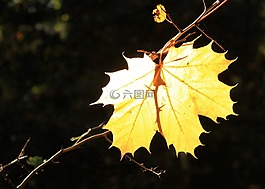 葉子,秋季,背光