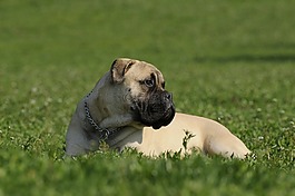 礼品bullmastiff,狗,草
