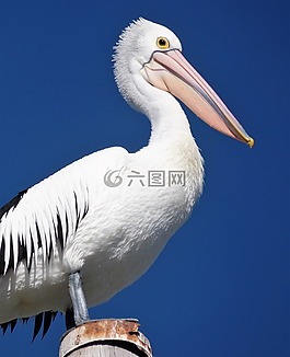 鵜,鳥,自然