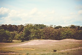 綠色,草原,樹