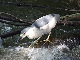 鳥,hiboreau灰色的,性質