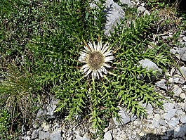 花,植物群,高山蓟