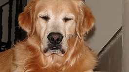 狗,寵物,動物