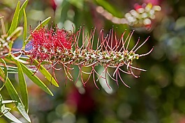 自然,植物區(qū)系,花