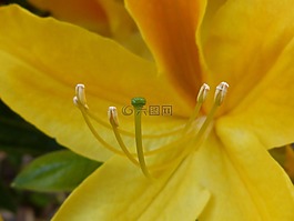 郵票,花粉,開花