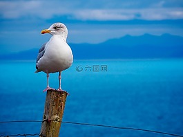 海鷗,鷗,鳥
