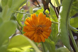 萬壽菊,花,黃色