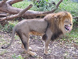 獅子,搞笑的表情,男