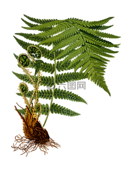 枝杈,蕨类植物,森林