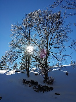 寒冬,雪,雪景