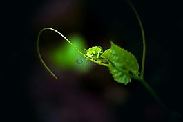 葉,綠色,新葉