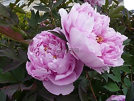 牡丹,玫瑰,鮮花