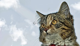 貓,貓的,動物