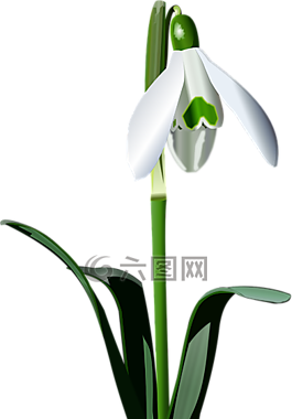 現實的雪花蓮的繪畫,花,自然