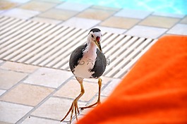 水鳥,馬爾代夫,滿月島