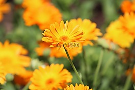 花,橙色,春天