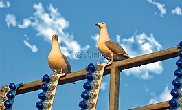 海鷗,鳥,天空