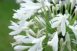 花,白,白花