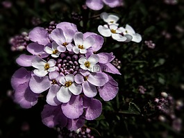 八仙花,秋花开花,属免费可商用葱属,花,紫色免费可商用石南属,花,饰品