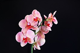蘭花,花,粉色