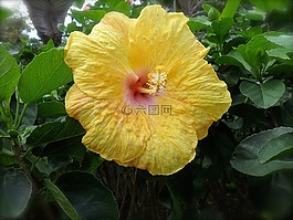 花,芙蓉花,黄色