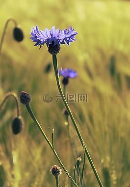 矢車(chē)菊,麥田,字段