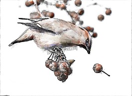 鳥,動(dòng)物,自然