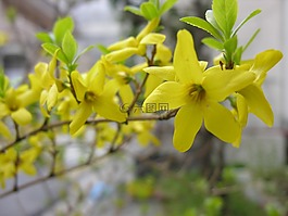 春天,植物,大自然
