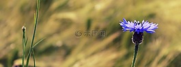 矢車菊,藍色,開花