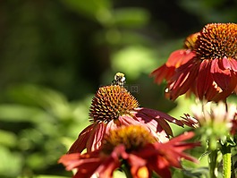 太陽帽子,蜜蜂,花